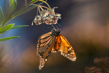 Fototapeta na wymiar Monarch butterfly back-lit by the setting sun with wings open, feeding on swan plant flowers.