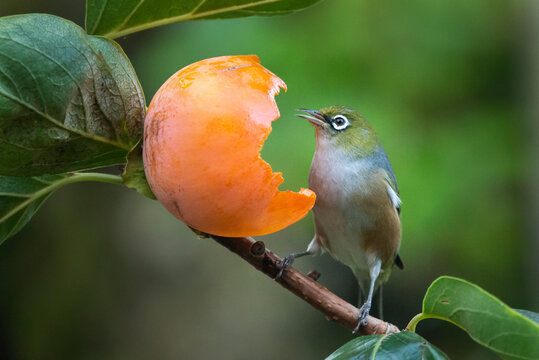 A silvereye or white-eye bird eating persimmon with its mouth open, Auckland.