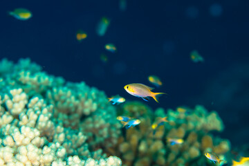 コビトスズメダイ　珊瑚