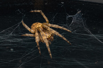 Larinioides Spider