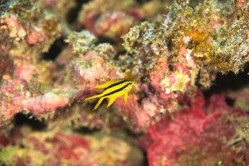 ヒレナガスズメダイ　幼魚