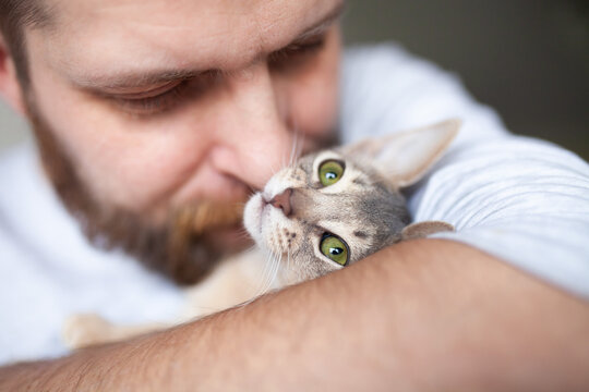 Close up of bearded man hugging grey domestic cat. Curious Abyssinian kitten of blue color with green eyes. Love relationship between human and cat. Pets care. World cat day.