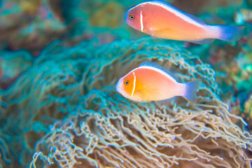 クマノミ  イソギンチャク　ハナビラクマノミ