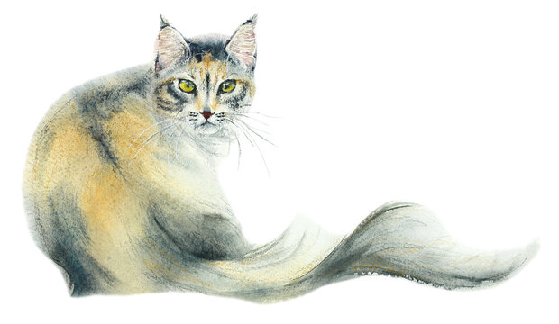 Domestic cat. Watercolor hand drawn illustration