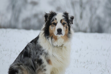 Winterhund
