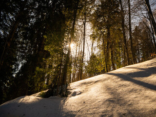 Rayon du soleil traversant la forêt enneigée 