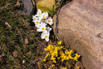 White and yellow spring flowers among granite rocks and grass. Alpine mountain scenery.