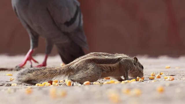 Indian palm squirrel or three-striped palm squirrel (Funambulus palmarum) is a species of rodent in the family Sciuridae found naturally in India (south of the Vindhyas) and Sri Lanka.