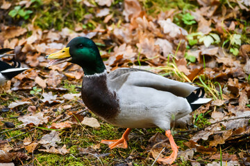 Selective focus photo. Mallard duck.