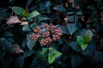 View of the fresh green plants in the rainy day. Background and textures.