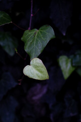 Fresh green leaves in the garden. Background.