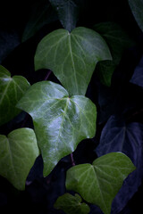Fresh green leaves in the garden. Background.