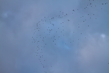 A flock of black birds in a twilight bluish dark sky with clouds - Powered by Adobe