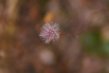 Pertya scandens fluff and seeds. Asteraceae deciduous shrub. The flowering season is from October to November. 