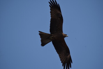 eagle in flight