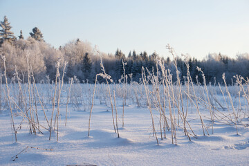 Winter landscape, snowy and frosty dry plants on field.