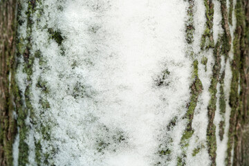 Close up macro shot of tree bark with snow. Tree pattern photogrpaph.
