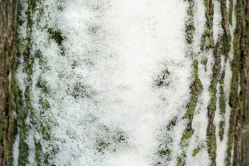 Close up macro shot of tree bark with snow. Tree pattern photogrpaph.