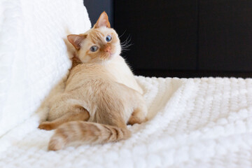 Fototapeta na wymiar Thai (Siamese) cat red point with blue eyes lies backwards on the sofa on a white plaid and looks back.