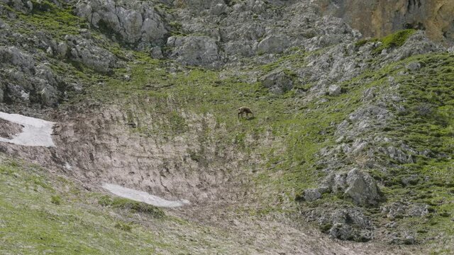 North Caucasus, Mount Oshten. Caucasian chamois (Rupicapra rupicapra caucasica) on the mountainside.