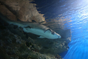 Great white shark in the aquarium,   Carharodon carcharias