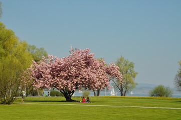 Frühling im Park am Ufer des Bodensees