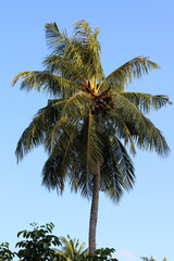 Fototapeta premium Day in the Maldives, a large coconut tree against a bright blue cloudless sky.