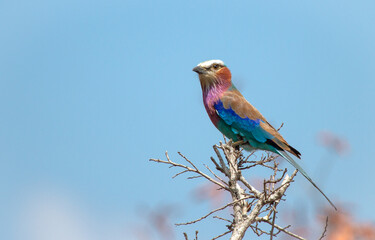Lilac-breasted roller on a branch.