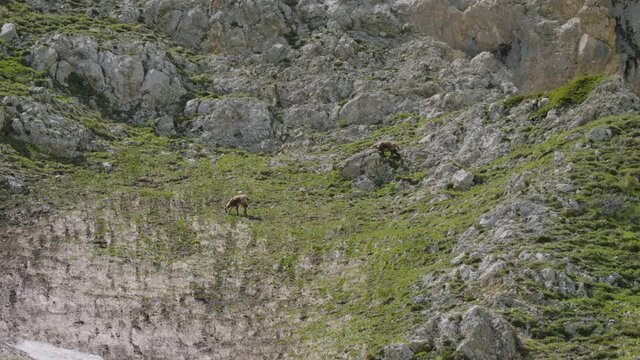 North Caucasus, Mount Oshten. Caucasian chamois (Rupicapra rupicapra caucasica) on the mountainside.