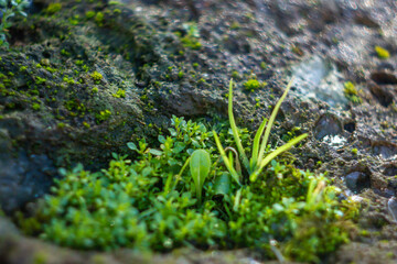 Group of small plants growing in the hole of tuff stone,Biodiversity and Symbiosis .natural biology.Photosynthesis