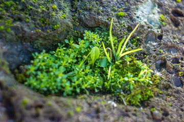Frost on the plants.Green leaves of a plant covered with hoarfrost.Winter season