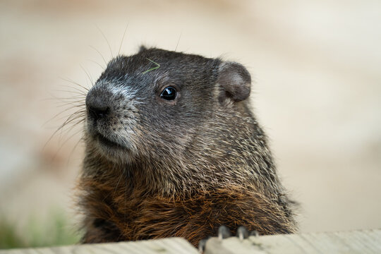 closeup groundhog head up looking around. 