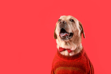 Cute Labrador dog with bow tie and sweater on red background, closeup. Valentine's Day celebration