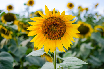 Sunflower grows in the field for the production of oil from seeds