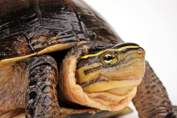 Amboina box turtle // Amboina-Scharnierschildkröte (Cuora amboinensis) 