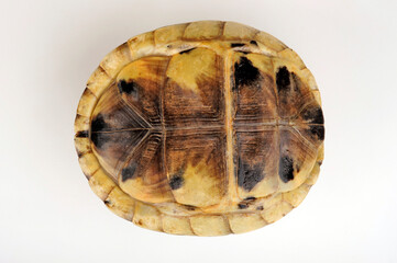 Amboina box turtle // Amboina-Scharnierschildkröte (Cuora amboinensis) 
