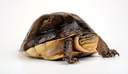 Amboina box turtle // Amboina-Scharnierschildkröte (Cuora amboinensis) 