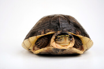Amboina box turtle // Amboina-Scharnierschildkröte (Cuora amboinensis) 