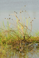 Swallow birds on the tree .Background is the nature river 