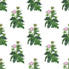 Milk thistle plant seamless pattern on white background. Watercolor hand drawing illustration. Silybum Marianum herbal with purple flower and leaves. Perfect for medical design.