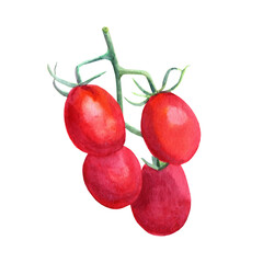 Watercolor branch tomatoes cherry