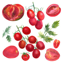 Watercolor tomato set. Sliced, whole tomatoes and parsley leaves isolated on a white background.