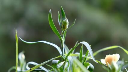 Clove plant with wilting buds in a pot blur background. Flower pot with green background. 