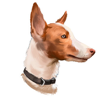 Andalusian Hound dog digital art illustration isolated on white background. Dogs similar to Iberian breeds such as the Ibizan Hound, the Portuguese Podengo, the Podenco Canario and the Maneto