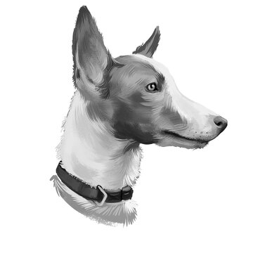 Andalusian Hound dog digital art illustration watercolor illustration, pet loss concept. Dogs Iberian breeds such as the Ibizan Hound, the Portuguese Podengo, the Podenco Canario and the Maneto