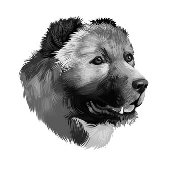 Armenian Gampr dog digital art watercolor illustration, pet loss concept. Livestock guardian dog native to Armenian Highlands. Gampr mountain dog's head is large, well-outlined and well-developed