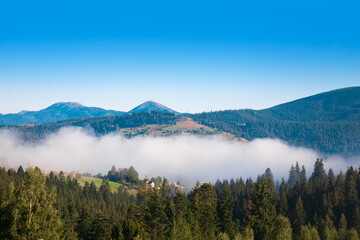 Fog in the mountains on a sunny morning. Coniferous forest on the slopes on a summer day.