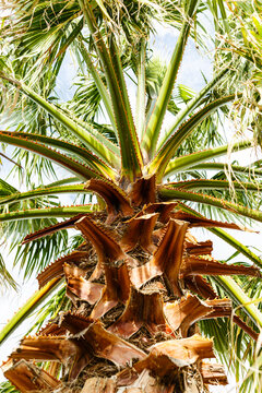 Palm tree Washingtonia with big trunk on Sunny day Bottom view