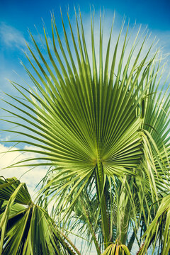 Palm tree Washingtonia on Sunny cloudy day