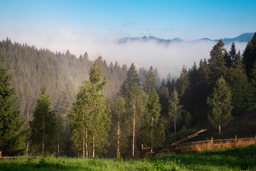 Fog in the mountains on a sunny morning. Coniferous forest on the slopes on a summer day.